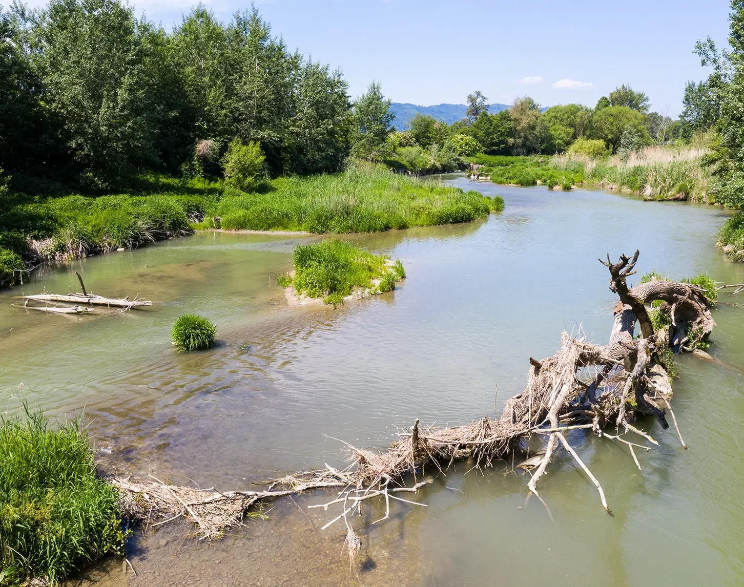 Das Bild zeigt eine renaturierte Aulandschaft entlang der Donau-Inn-Grenze. Grüne übermanshohe Büsche säumen das Flussufer. Im Fluss sind vereinzelt kleine grüne Inseln zu sehen. Auch ein großer Baumstamm mit Gestrüpp wird in Zukunft den Fischen als Unterschlupf dienen.