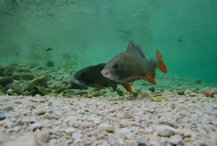 Zwei Fische, genauer Nasen, wurden mit einer Unterwasserkamera aufgenommen.